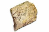 Fossil Hadrosaur (Edmontosaurus) Scapula Section - Wyoming #378029-2